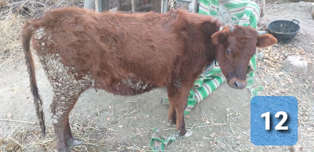 Yosh qisir g'unojinchala