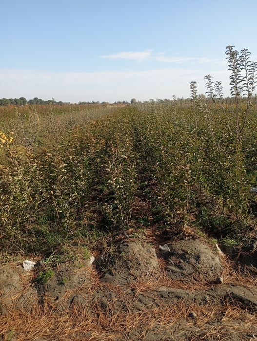 Мева кучатлар сотилади оптим ва Дона