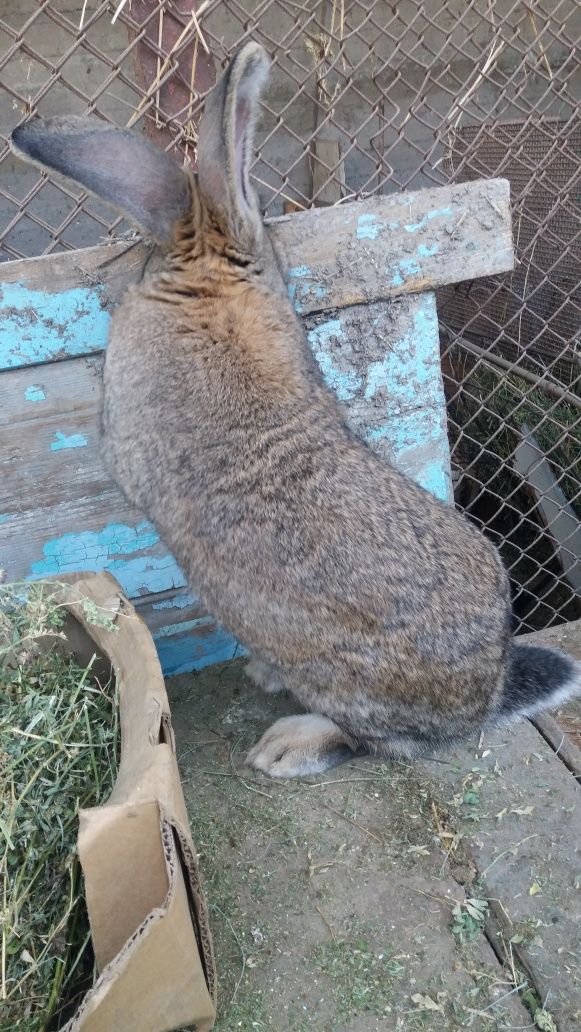 Кролики порода фландрд
