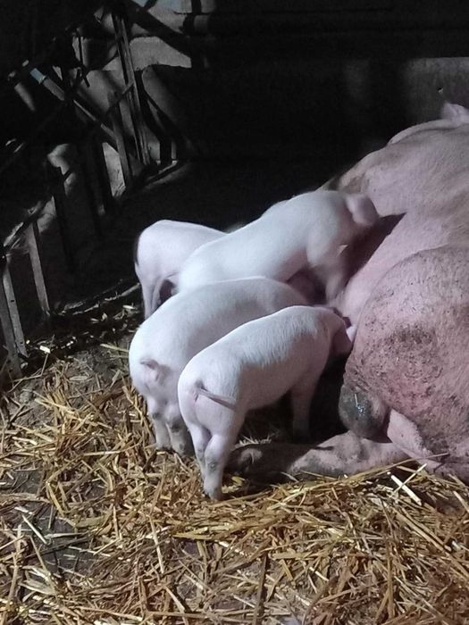 Малки прасета                .