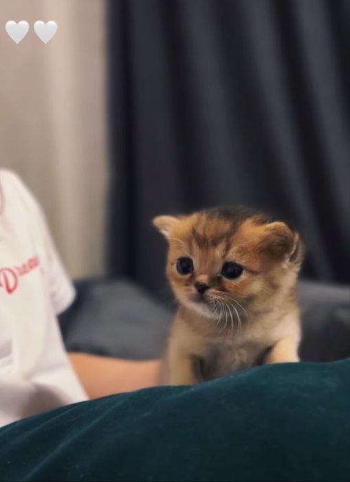 Продаю котят чистокровных шиншил