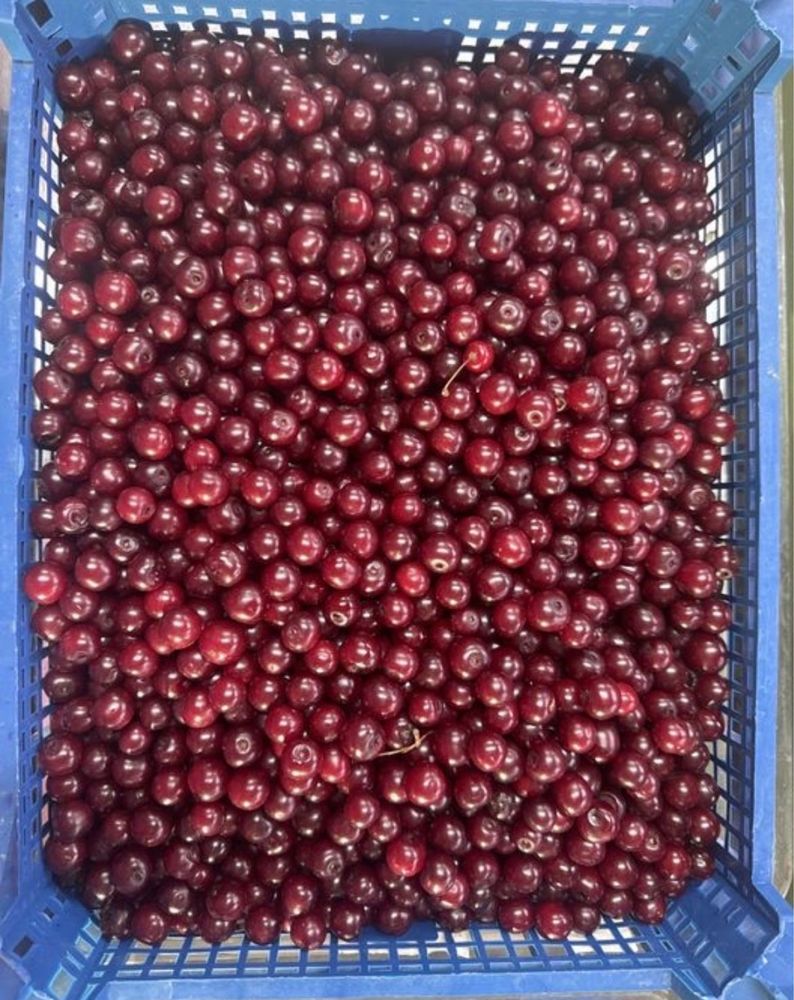 Продам свежую ВИШНЮ