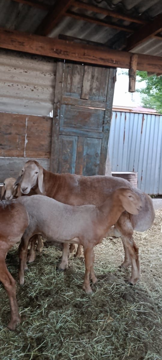 Продам арашанов семью