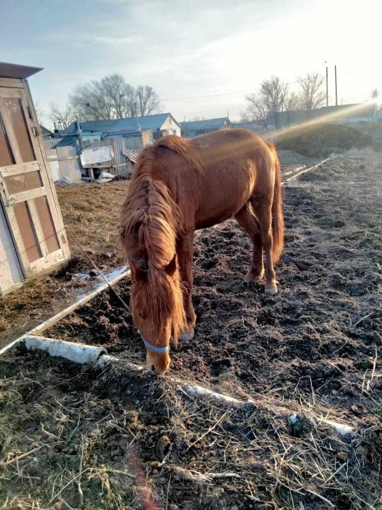 Жеребец 4 года , на племя