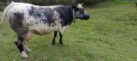 De vânzare vacă albastru belgian