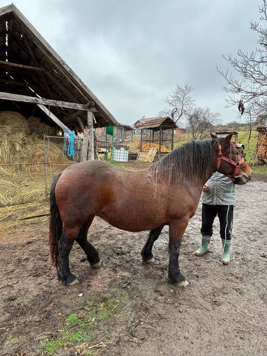 Vănd mânză de doi ani jumate