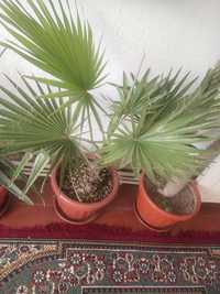 Комнатные растения, Пальмы