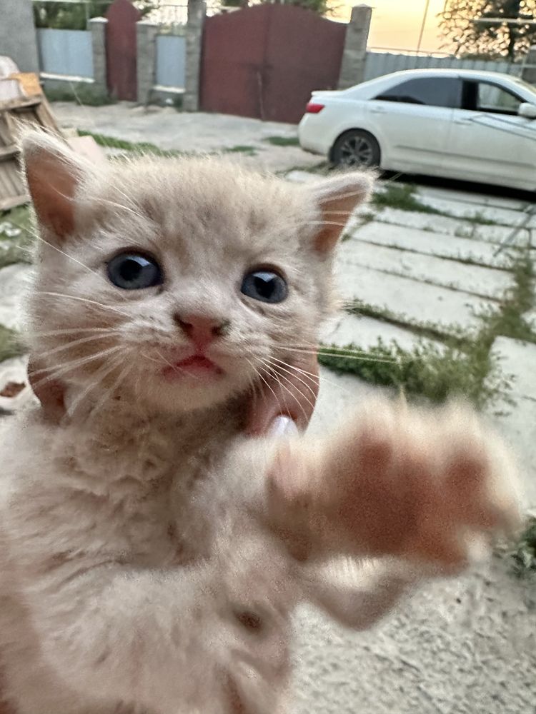 Котята очень красивые и ласковые