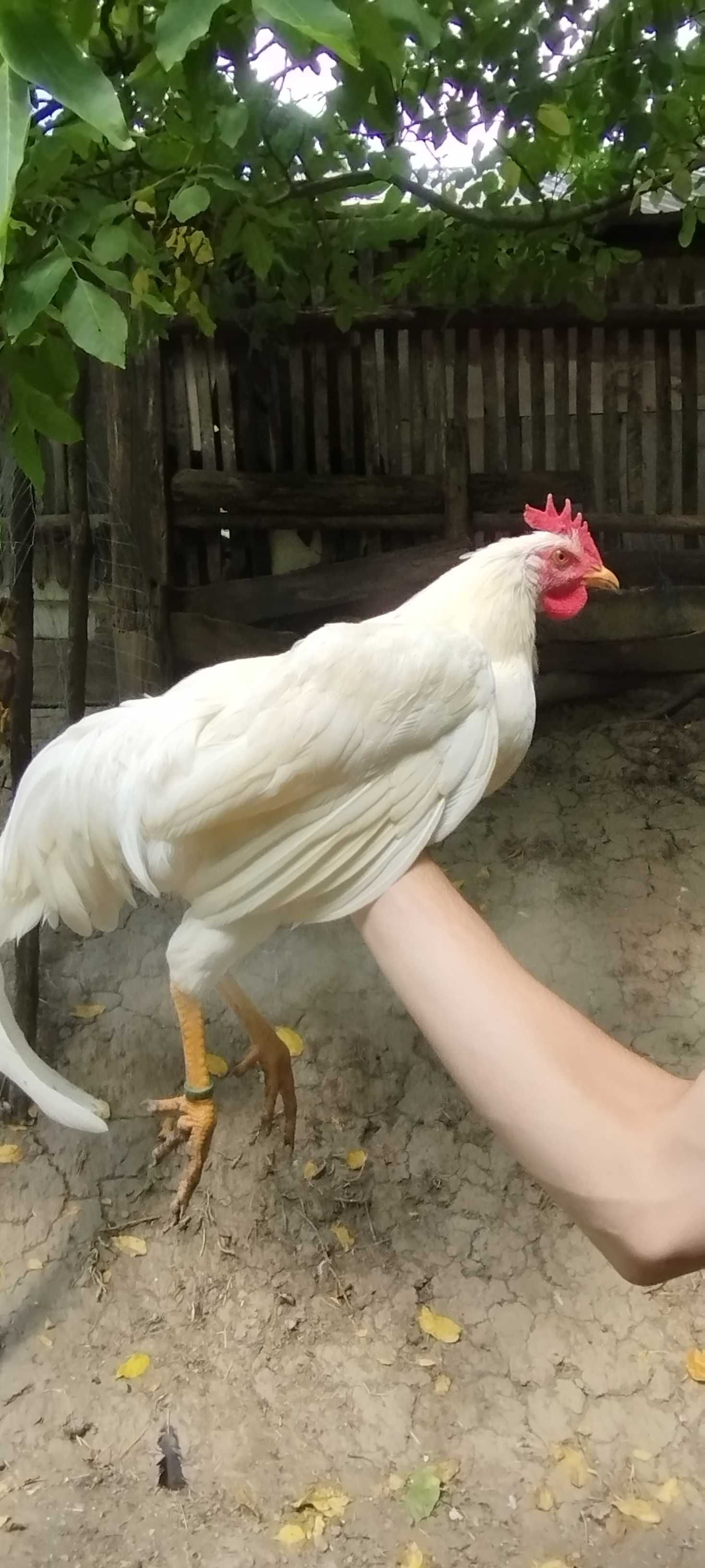 Cocoși Rasă Leghorn