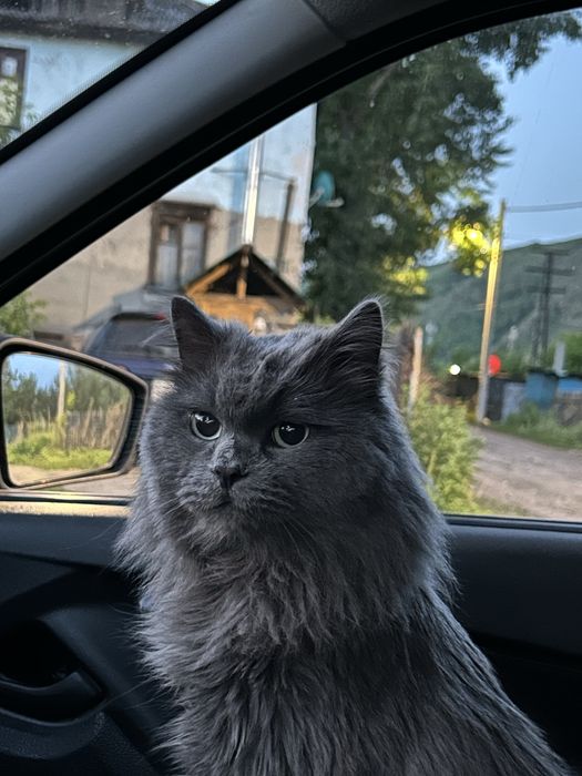 Пропал кот, пушистый, серый