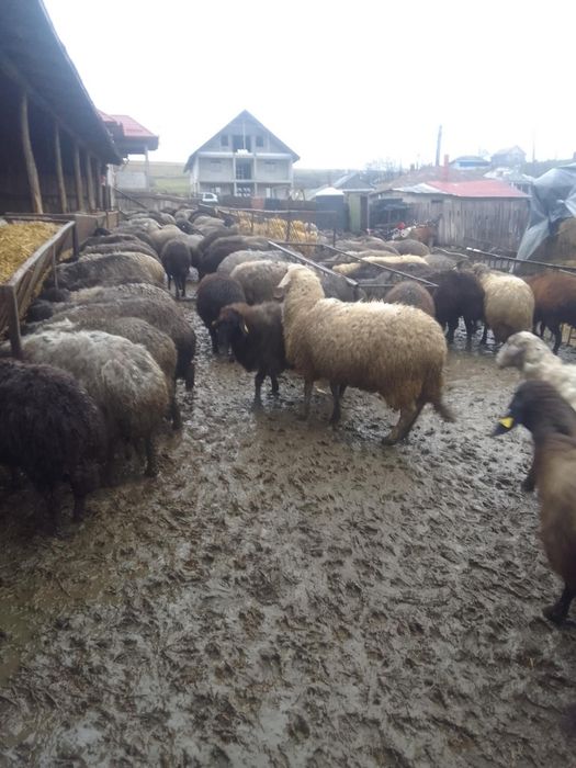 Vând Oi caracul 100 buc  gestante.