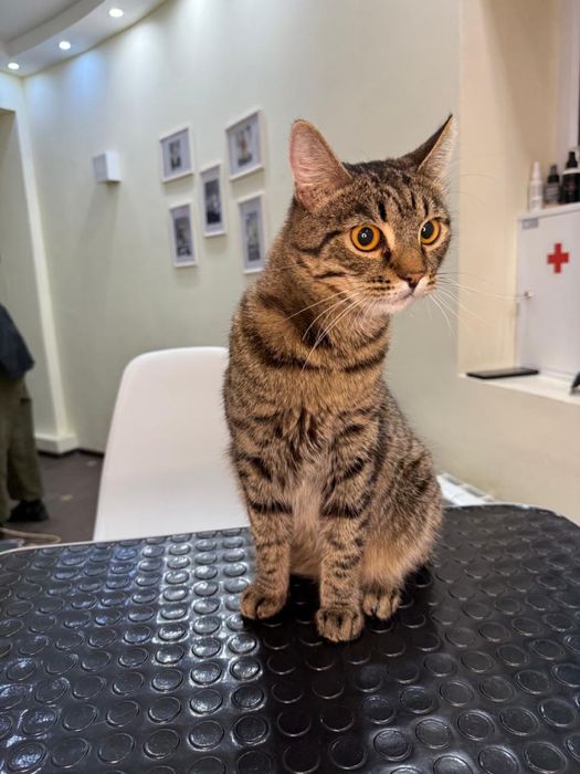 Котик Мамсик ищет семью