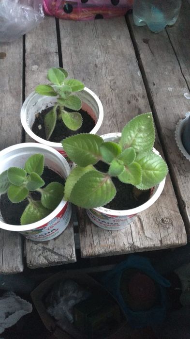 Продам алоэ, денежное дерево