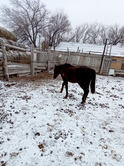 Соғымға семіз жылқылар сатылады