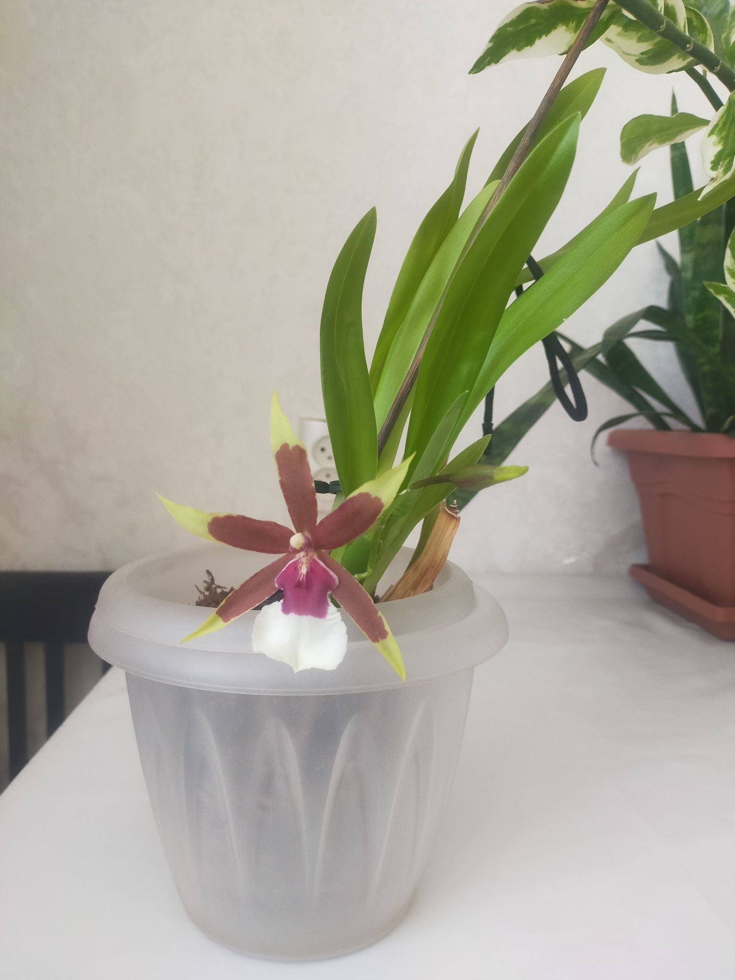 Продам орхидею, домашнее цветение