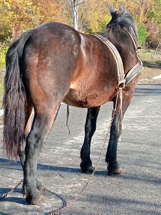 Vând iapa garantata de pădure de orice