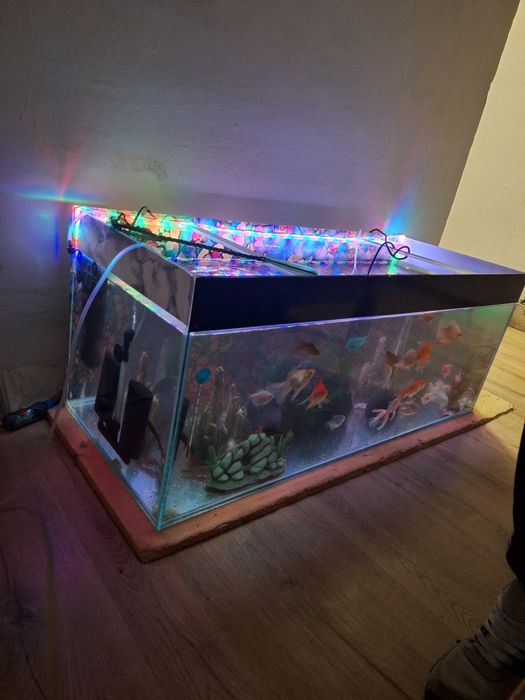 Vând acvariu complet cu pești