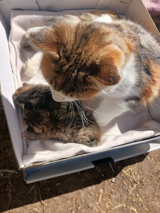 Donez pisică  de casă cu doi pui mici ..