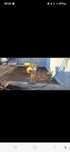 Compactor de inchiriat