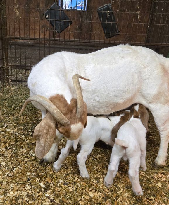 Disponibil capre si iezi din rasa Boer vacinate si deparazitate confor