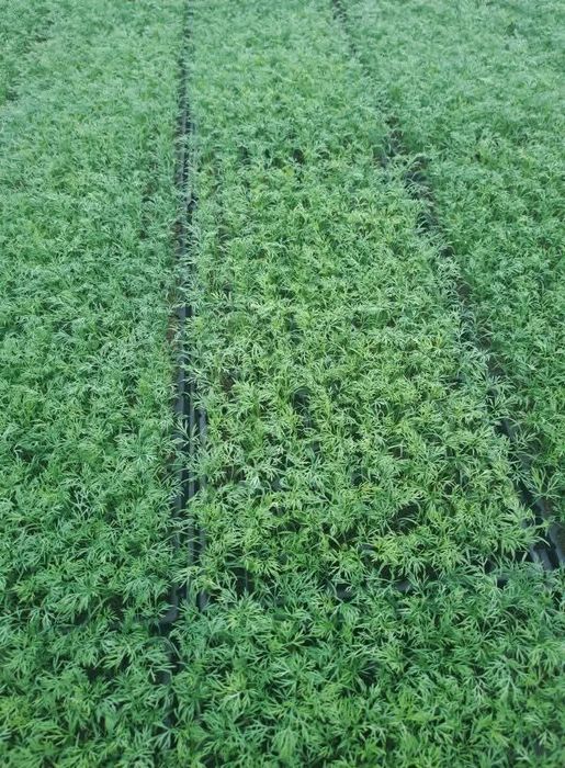 Разсад салата магданоз копър лук айсберг цвекло и др.