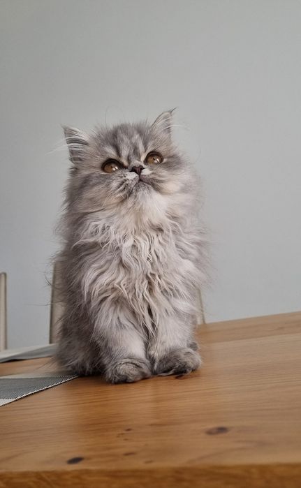 Малки персийски котенца