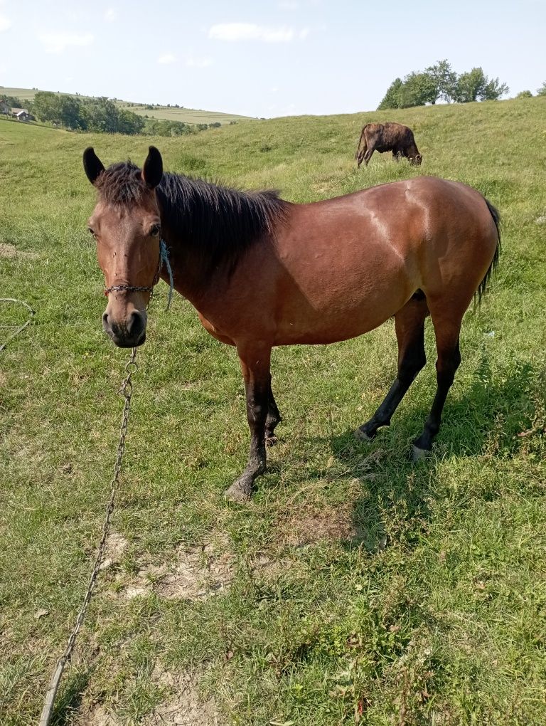 Vând doua iepe tinere