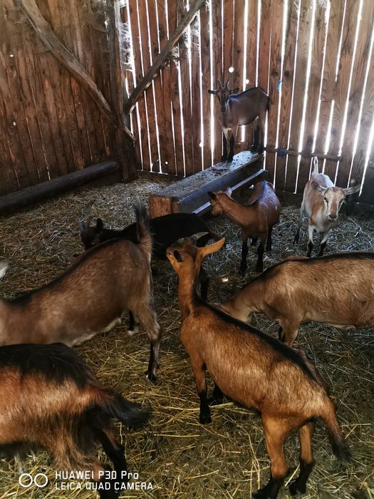 Vând 100 de capre alpina și metis