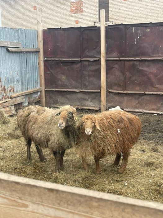 Бараниха 3года,барашка 6мес.