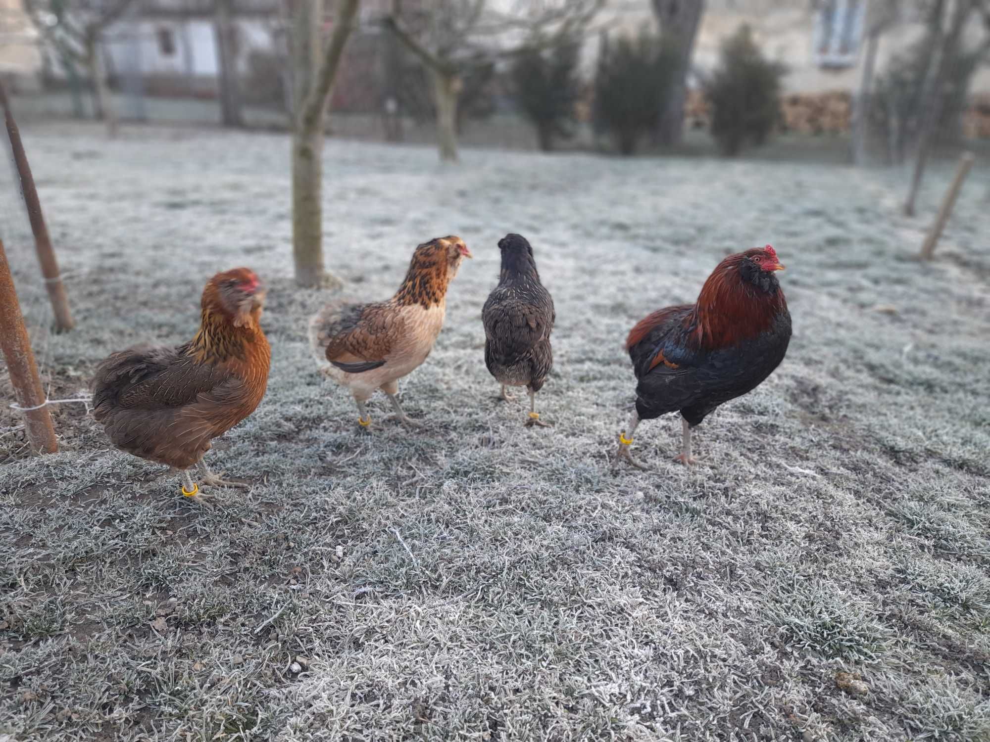 oua gaini araucana ( precomenzi )