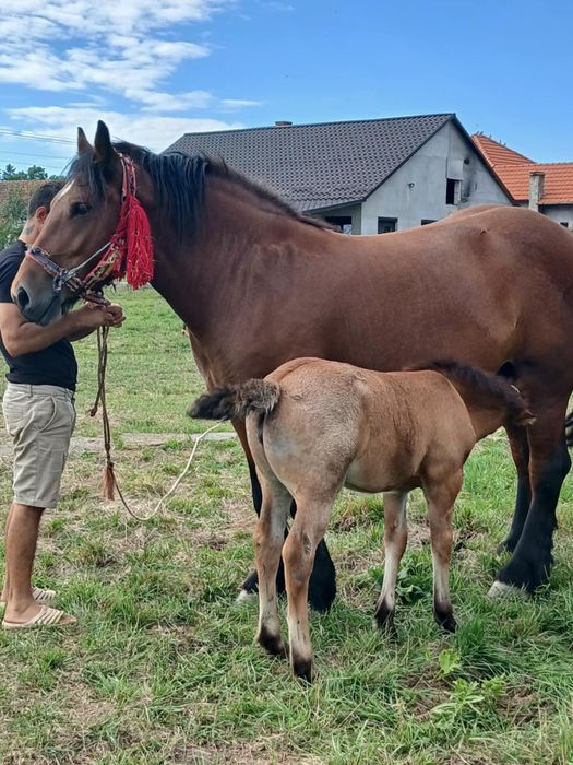 vand iapa 3 ani jumate si manză 2luni cu acte in regula blanda