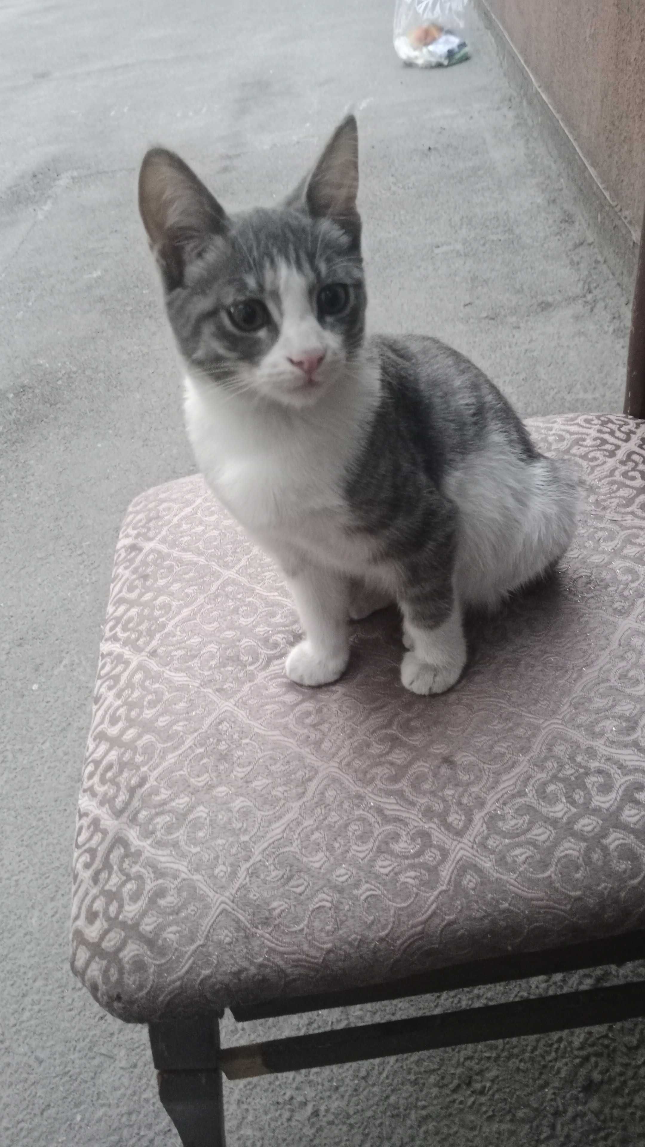 Котик подросток ищет семью, добрую и ответственную