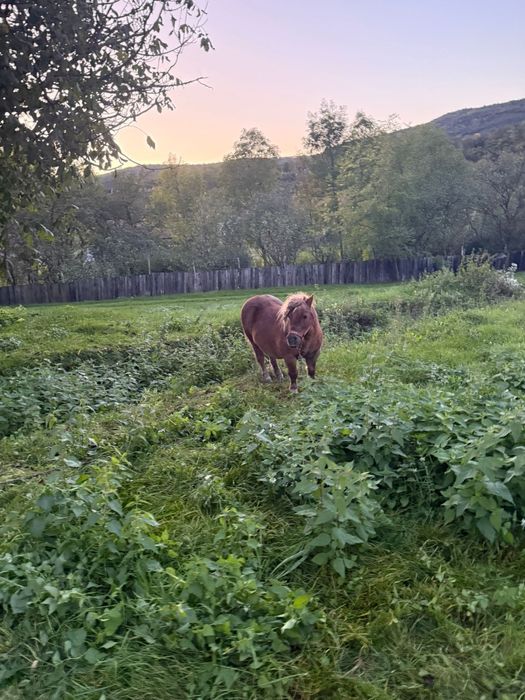Vând ponei castrat de 5 ani