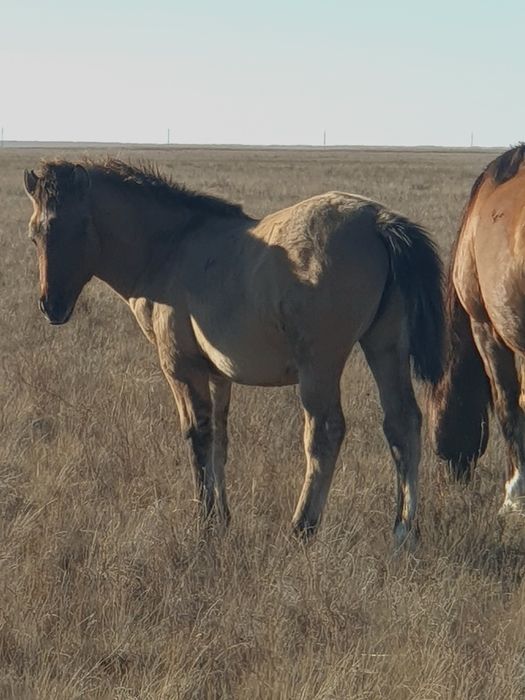 Жабагы Жабағы соғым семіз сойып үйіңізге жеткізіп береміз.