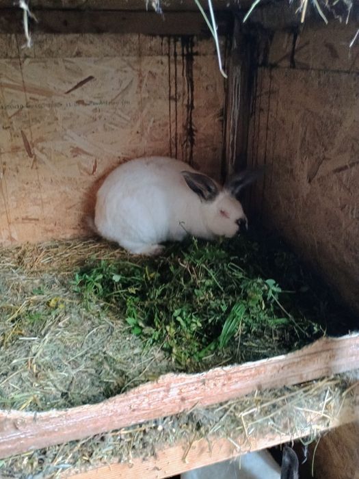 Iepuri uriaș de Transilvania