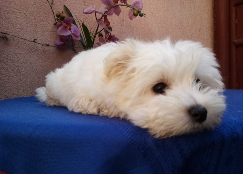 Ingrijire cazare animal de companie pet sitting