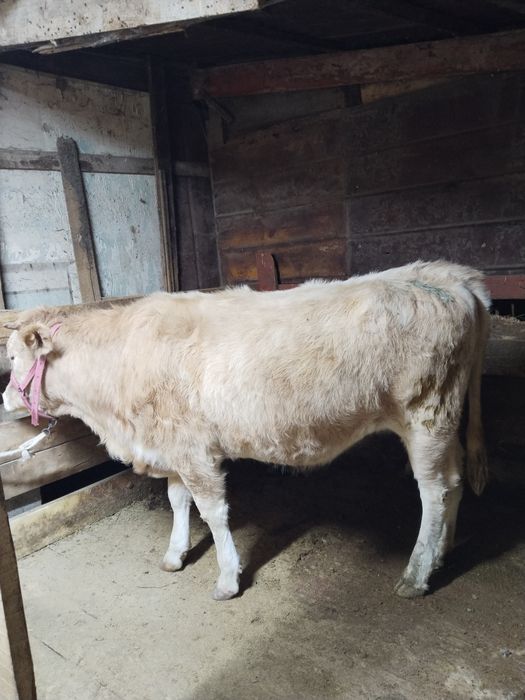 Продам Тёлочку на резку стоит на откорме