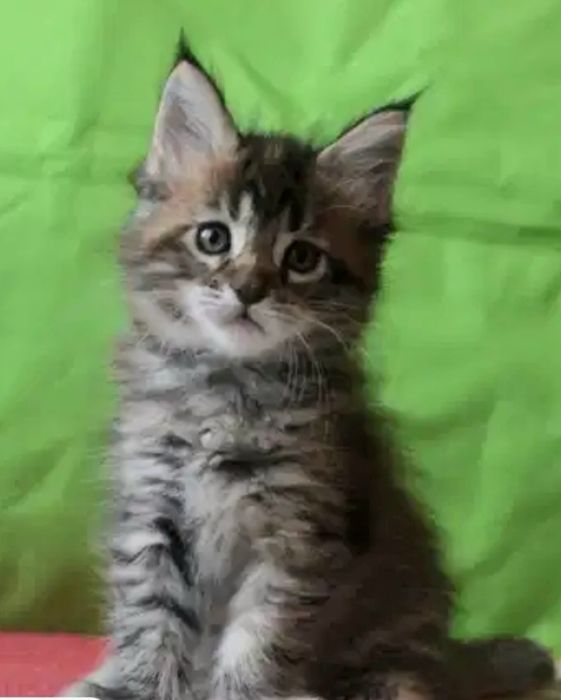 Отдам надёжным хозяевам котят, кошечку Снежанну месяцев 7месяцев. . Ст