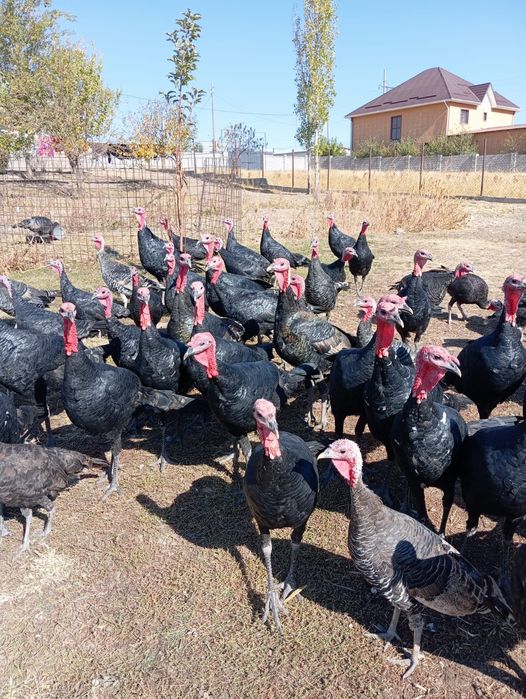 Индуки 90 голов есть