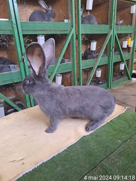 Vând urias german albastru