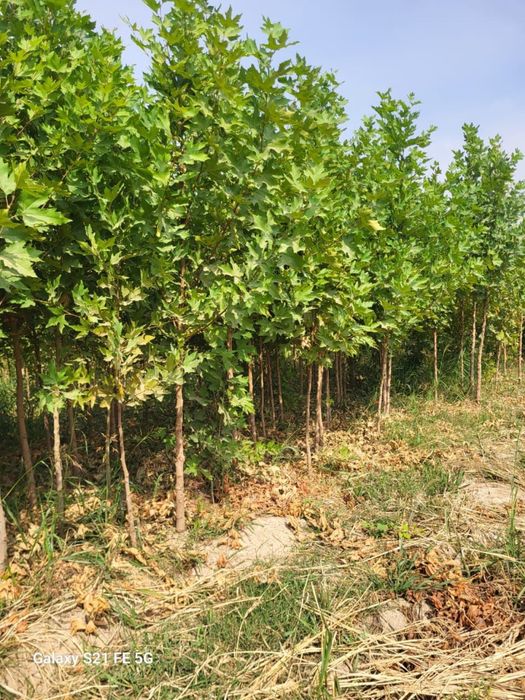 Жеміс жидек,сәндік ағаштар,шыршалар.