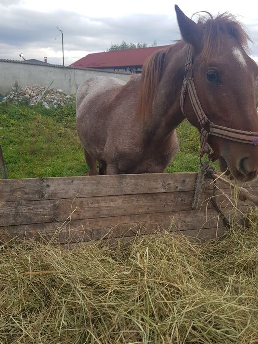 vand manz de 1 an si 7 luni