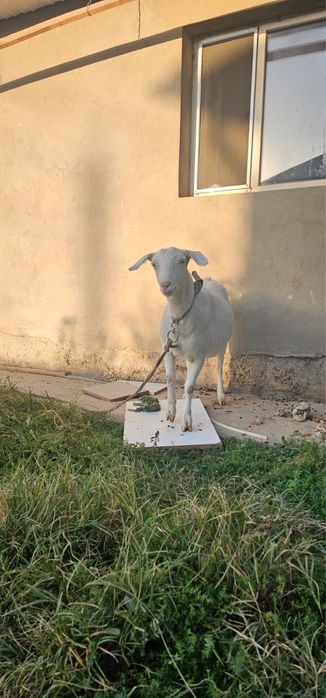 Заанен орыс ешкі сатылымда