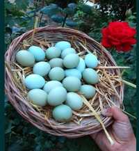Инкубационые яйца амераукана и лакиданзе