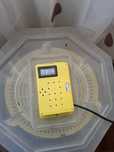 Incubator cleo 5