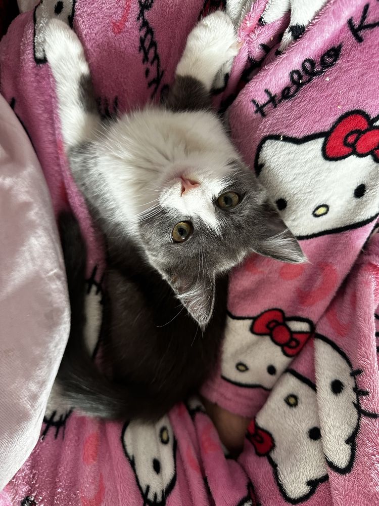 Котенок в добрые руки