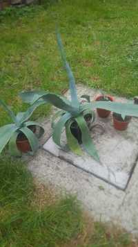 Aloe din creta  (sabia greceasca )