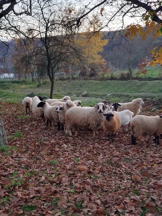 Oi suffolk si turcane