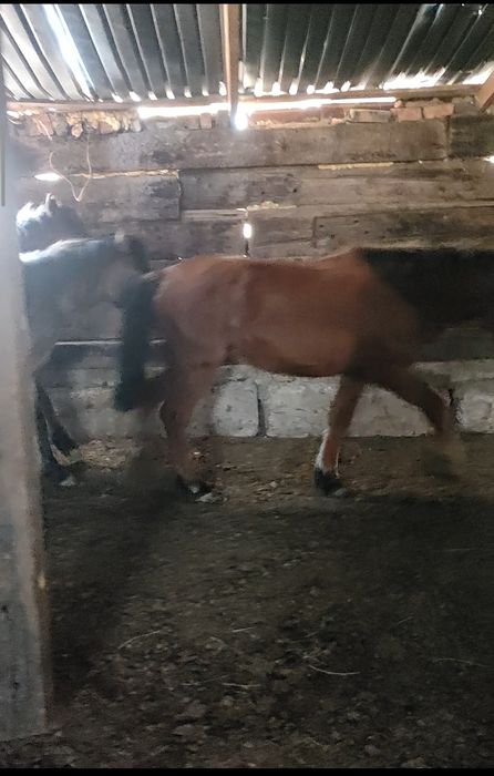 Тайлар сатамын Аксу Аюлыда