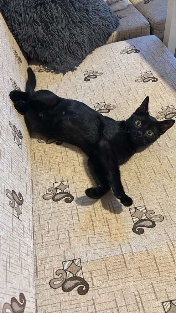 Черно мъжко коте Пловдив